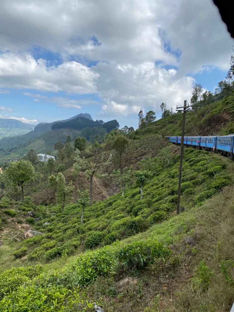 Tea fields and a train in the Sri Lankan highlands