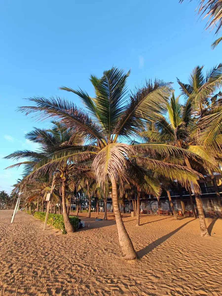 Palm trees on a sandy beach in Negombo