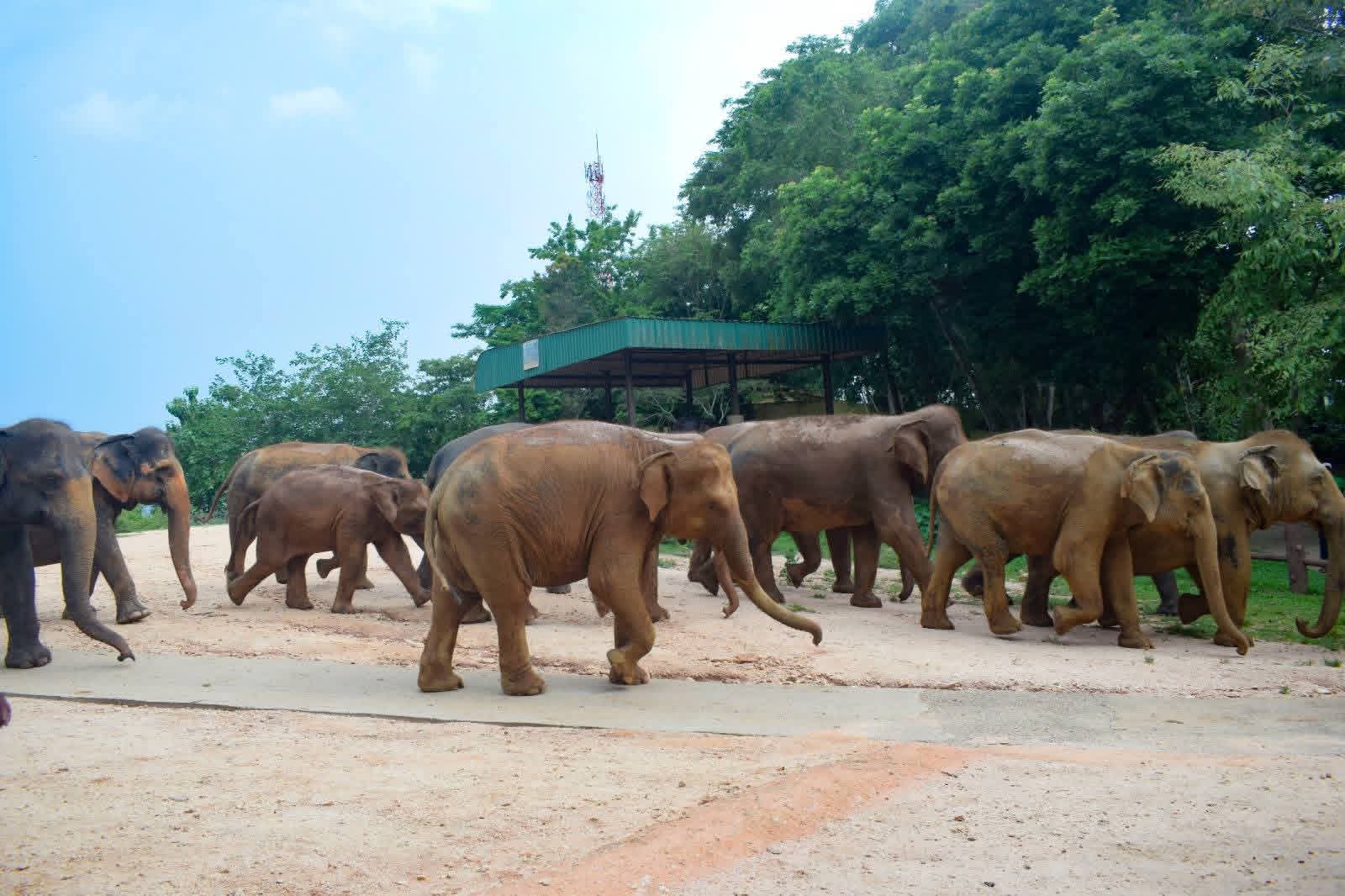 A group of elephants walking together at Pinnawala