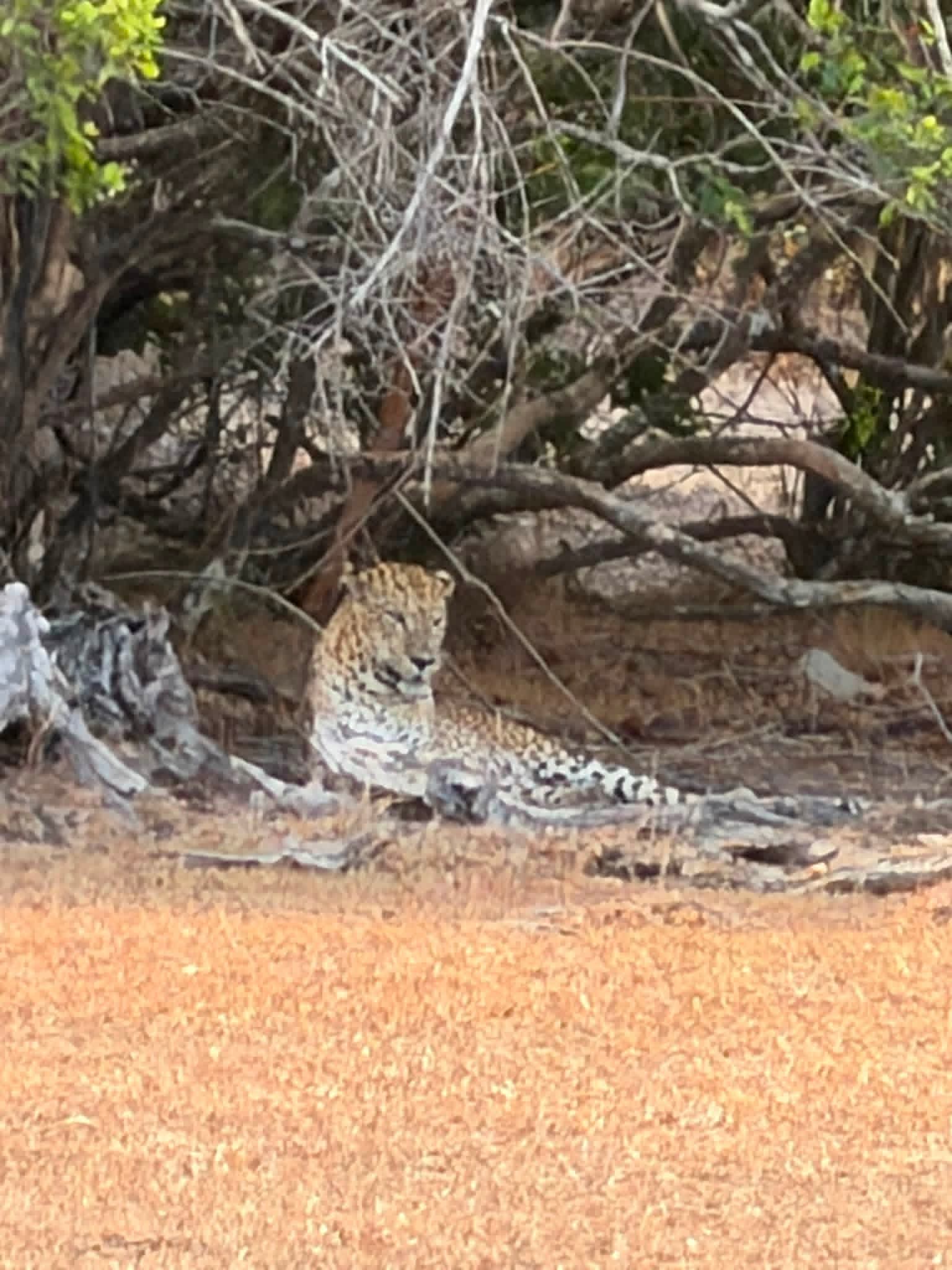 A Sri Lankan leopard resting in the shade at Wilpattu National Park