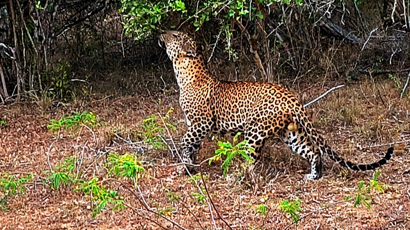 A leopard walking through a Sri Lankan national park